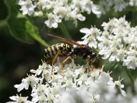 Polistes dominula 1, Franse veldwesp, Saxifraga-Rutger Barendse